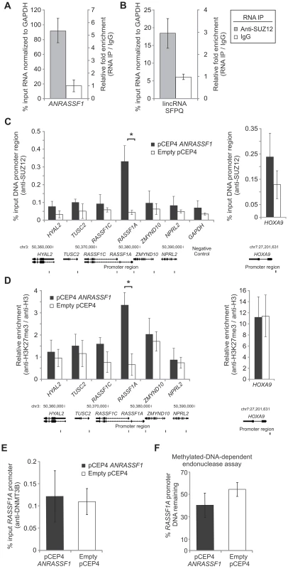 <i>ANRASSF1</i> interacts with PRC2 and affects its occupancy at the <i>RASSF1A</i> promoter.
