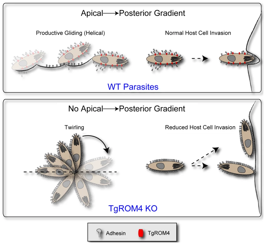 Model for the role of TgROM4 in parasite invasion.
