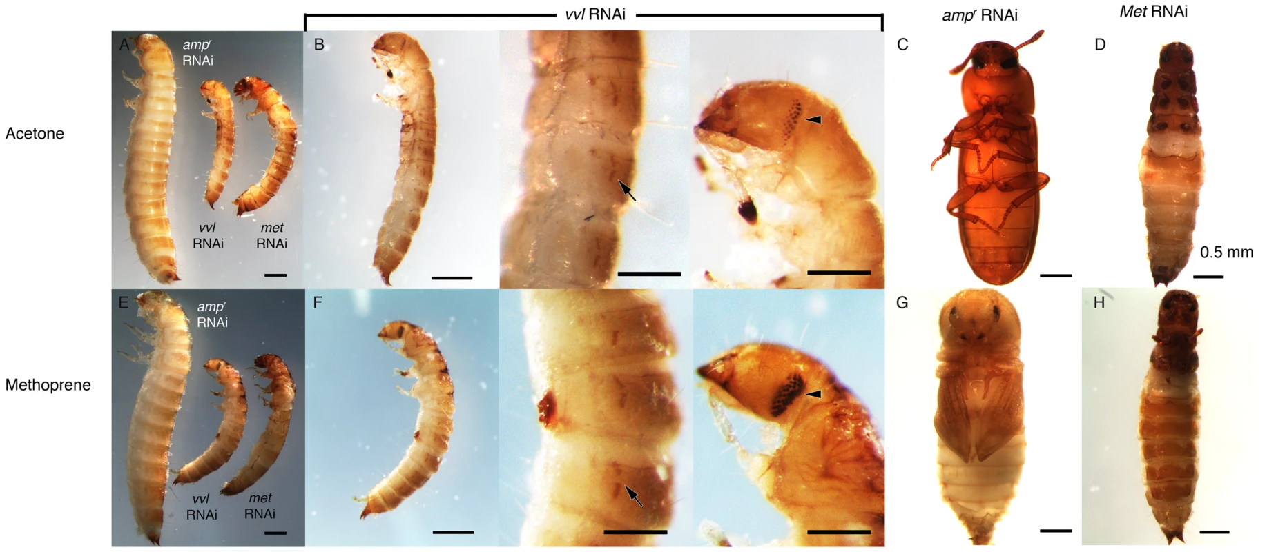 Phenotypic effect of dsRNA injection with methoprene and acetone treatments.