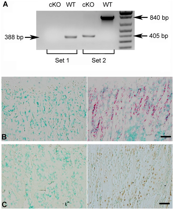 Validation of FAM20C inactivation.