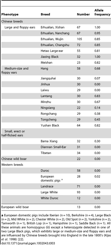 Frequencies of the derived <i>32E</i> allele in different ear-sized outbred pig populations.