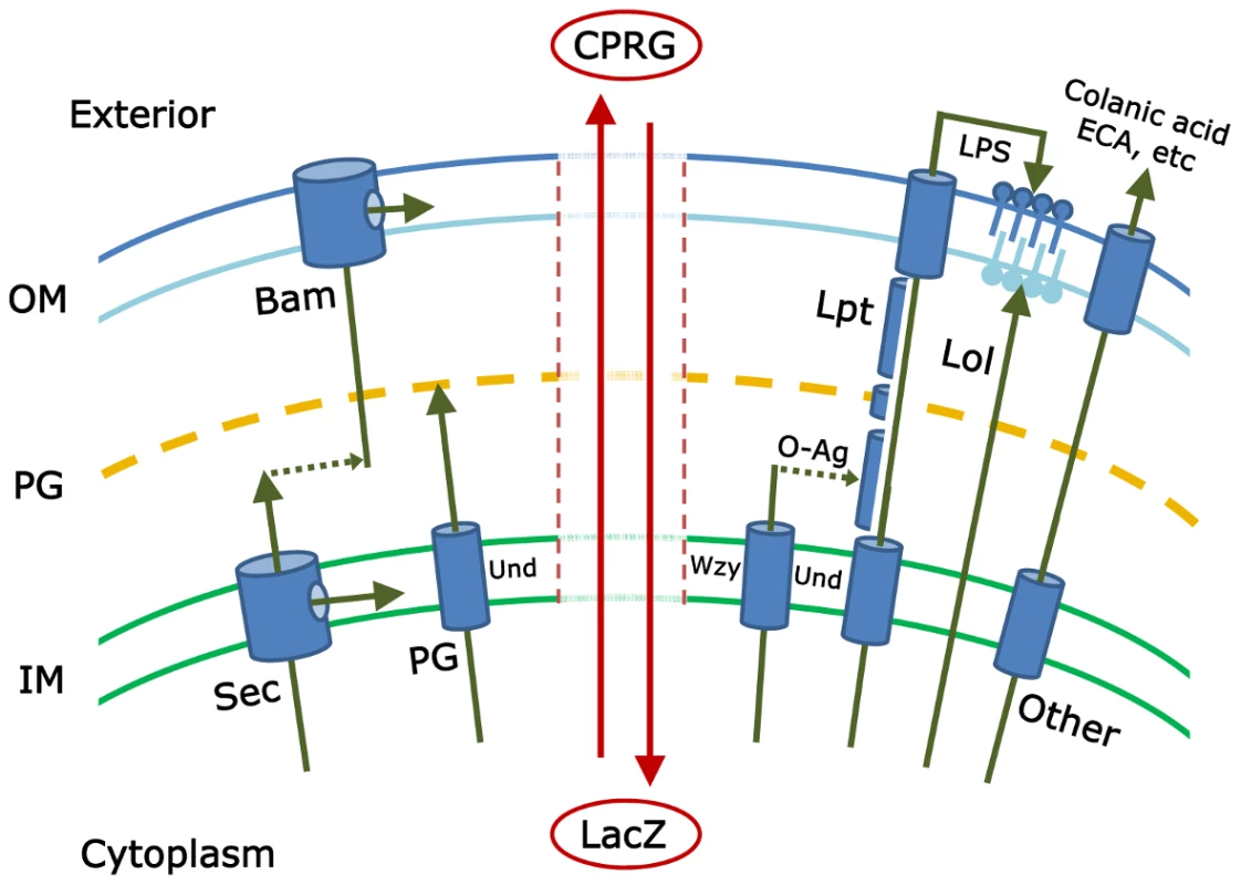 This schematic illustrates <i>some</i> of the pathways that must be coordinated to create an intact gram-negative bacterial cell envelope.
