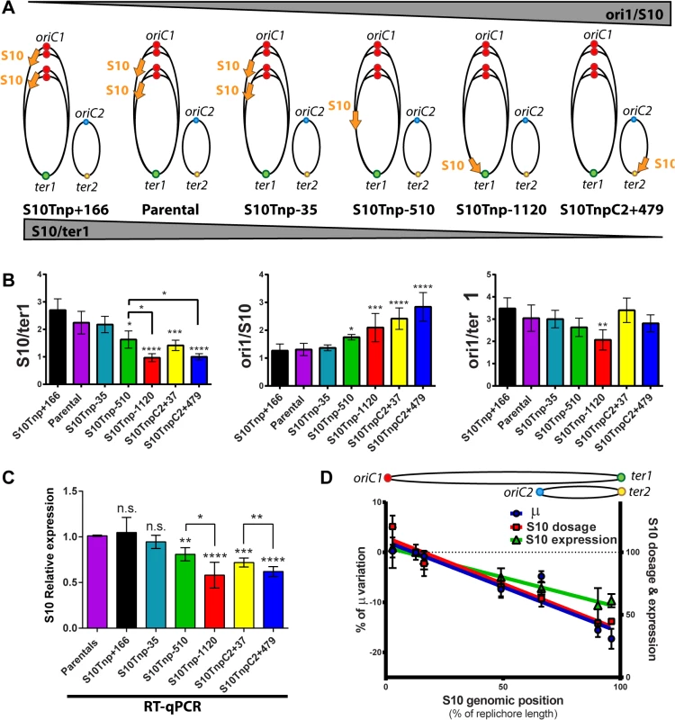 S10 dosage and expression diminish in a distance-related manner correlating with GR reduction.