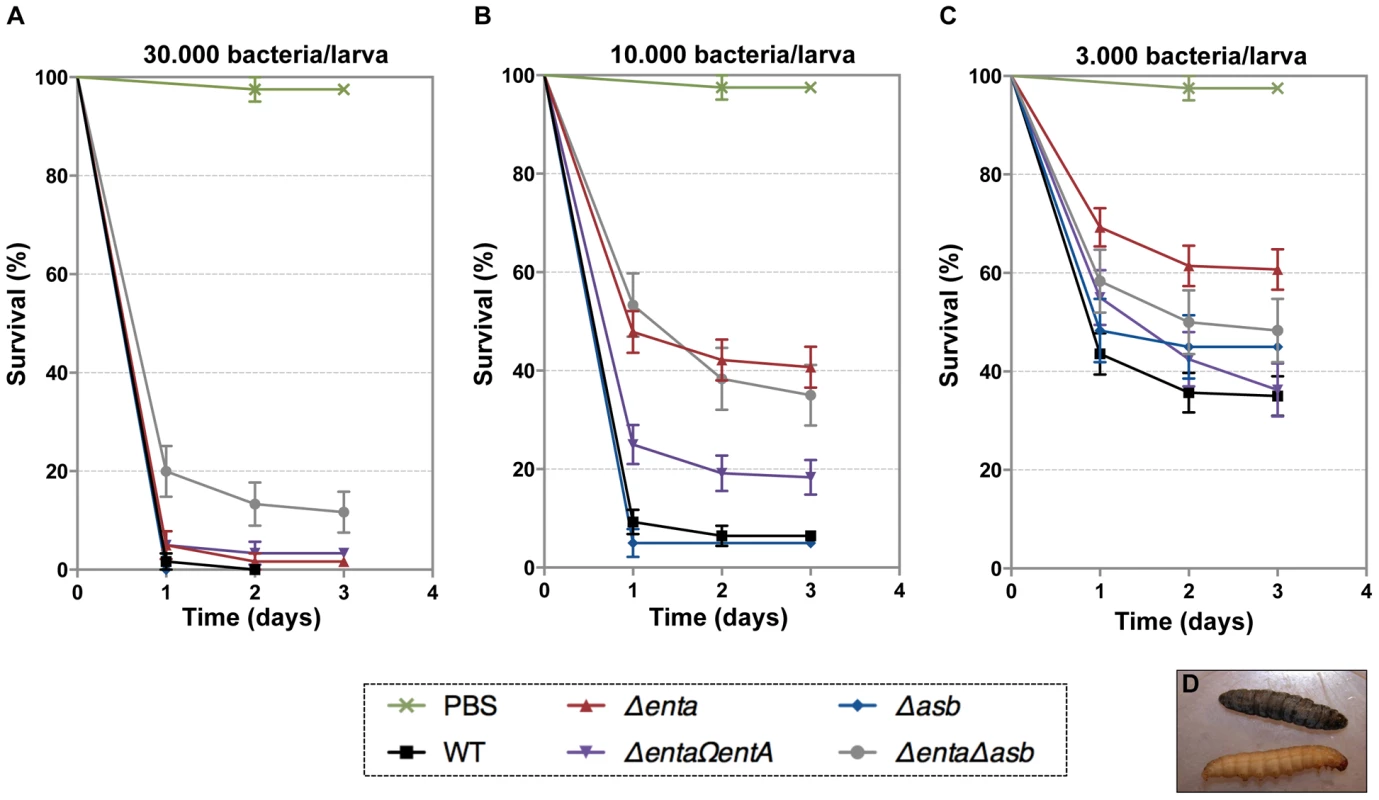 Effects of siderophore deficiency on <i>B. cereus</i> virulence in <i>G. mellonella</i> are dose- and time-dependent.