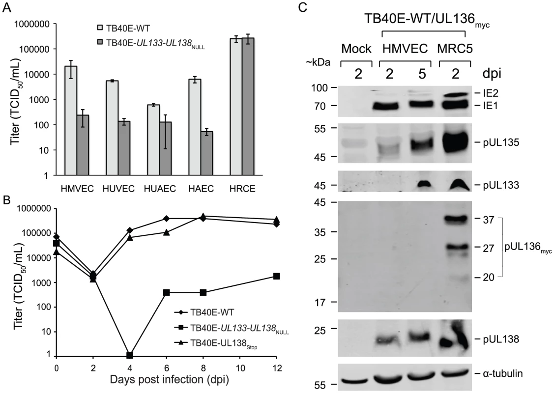 Expression and function of <i>UL133-UL138</i> locus in primary endothelial cells.