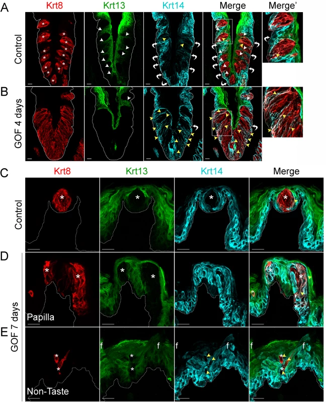 Stabilized β-catenin depletes progenitors (Krt14<sup>+</sup>) and causes lingual epithelial cells to differentiate as taste cells (Krt8<sup>+</sup>) at the expense of non-taste cells (Krt13<sup>+</sup>).