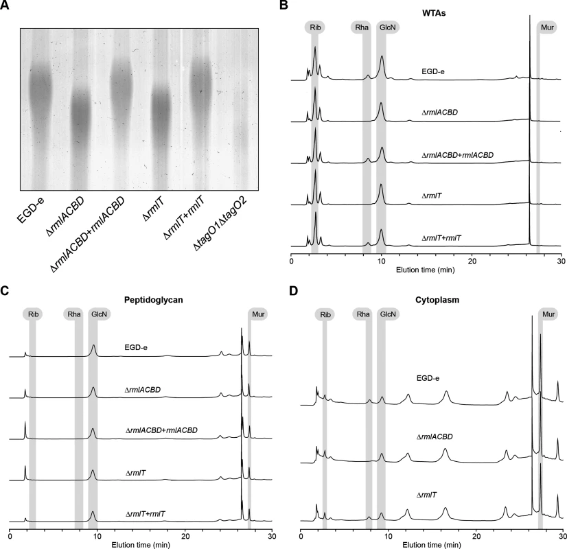 A functional <i>rml</i> operon is required for glycosylation of <i>Lm</i> WTAs with l-rhamnose.