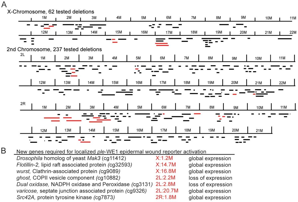 Summary of epidermal wound reporter mutants and their phenotypes.
