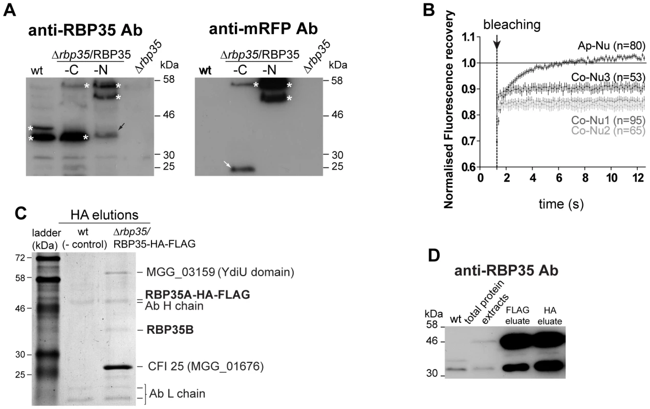 Both RBP35 isoforms showed different diffusional properties and interact with CFI25.