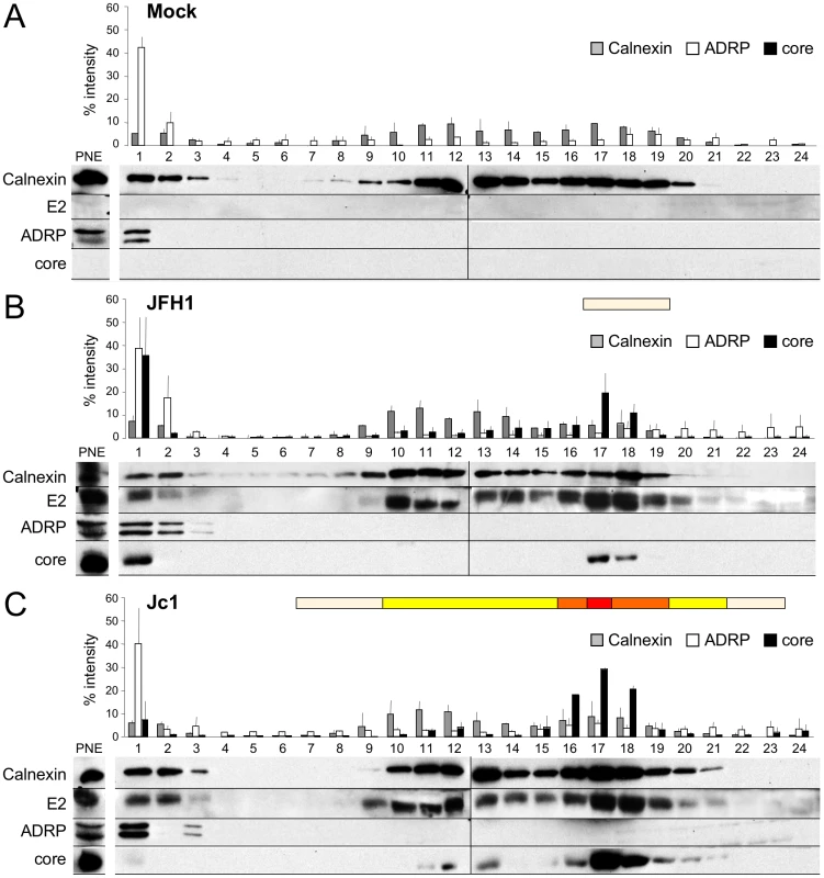 Characterization of JFH1 and Jc1 core localization by subcellular fractionation in HCVcc-expressing cells.