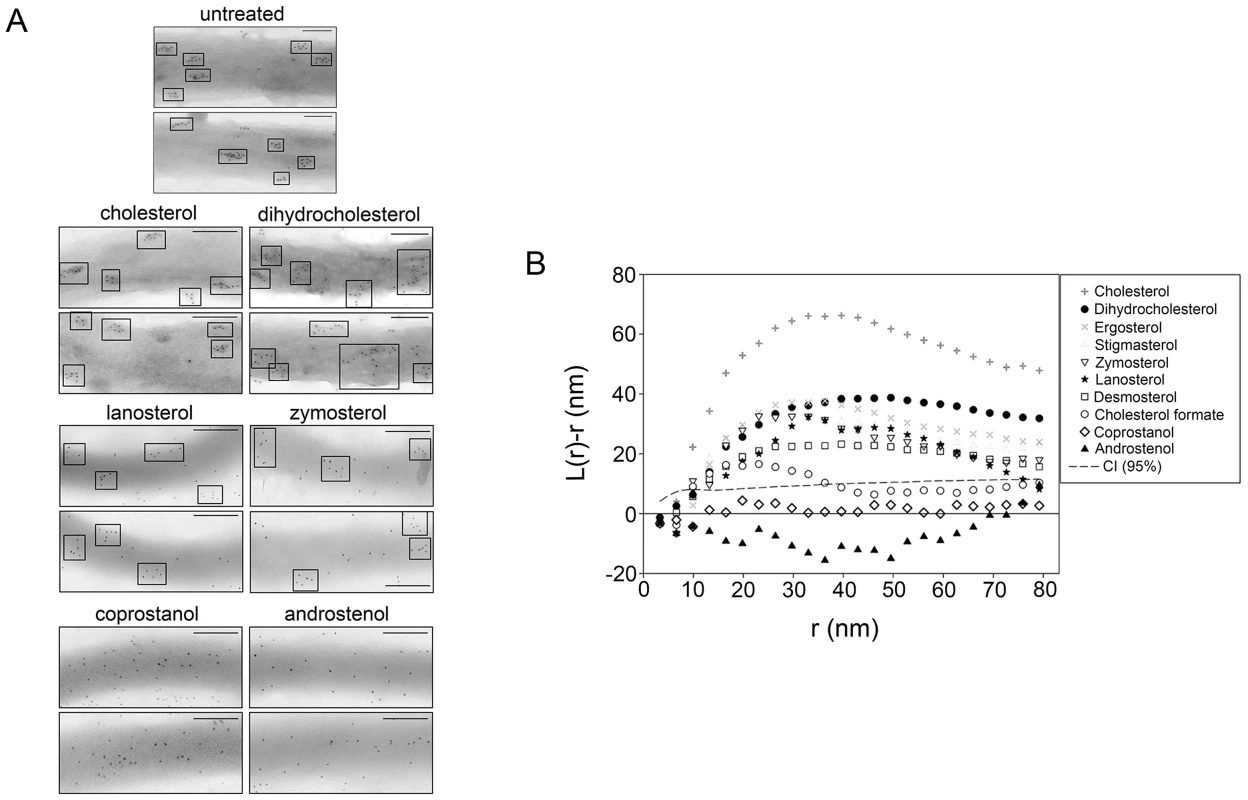 Domain formation in <i>B.</i> <i>burgdorferi</i> as determined by immunogold TEM analysis requires raft-supporting sterols.