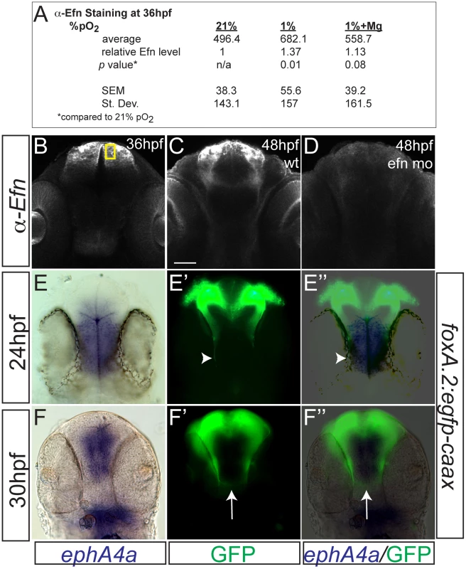 Hypoxia increased ephrinB2a expression in a pattern complementary to its receptor <i>ephA4a</i>.