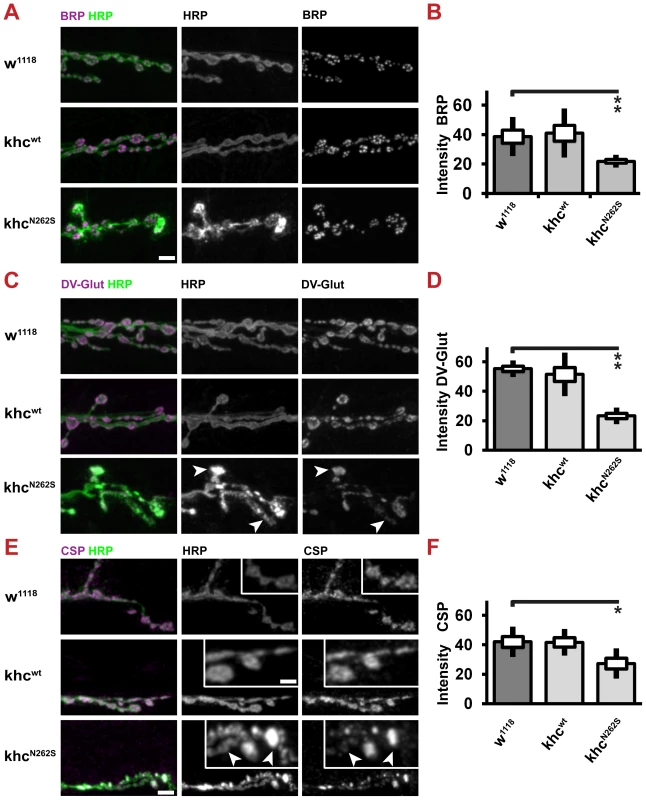 Expression of Khc<sup>N262S</sup> causes length-dependent synaptic defects at the neuromuscular junction.