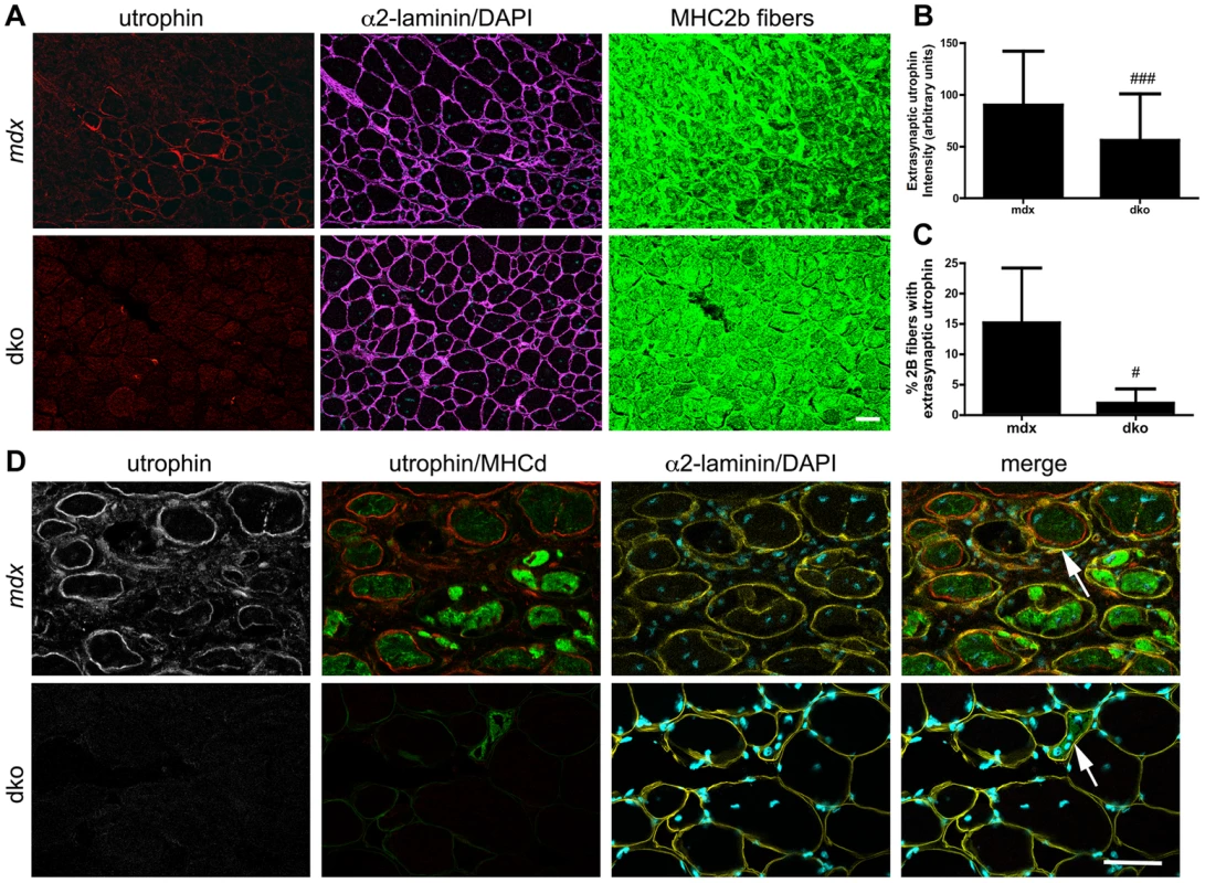 Utrophin expression was reduced on the extrasynaptic sarcolemma of dko fast 2b fibers.