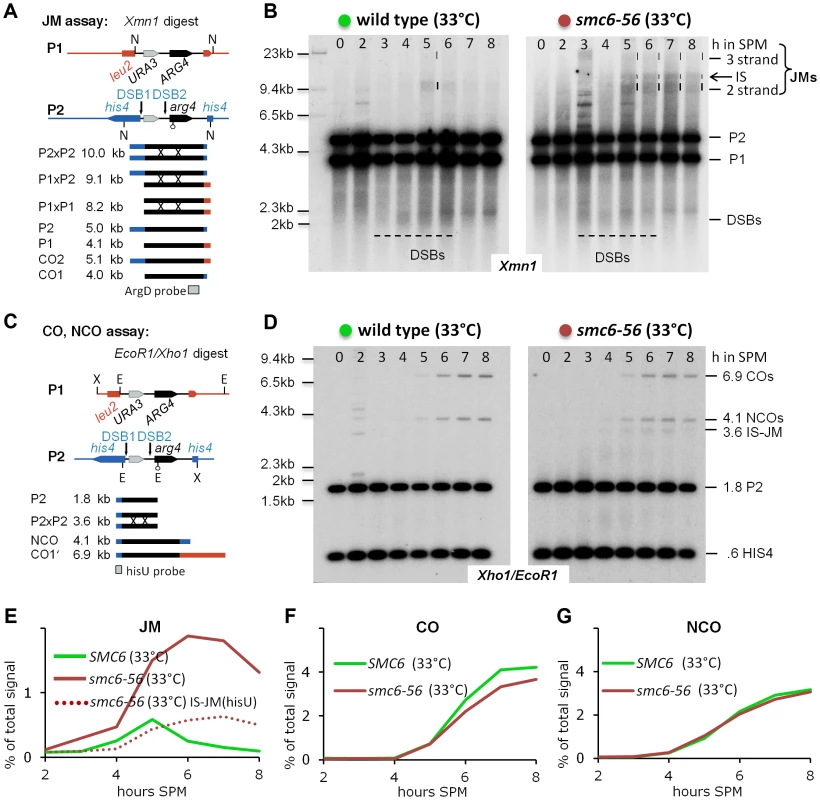 The Smc5/6-Mms21 complex is required to prevent the accumulation of toxic Joint Molecules.