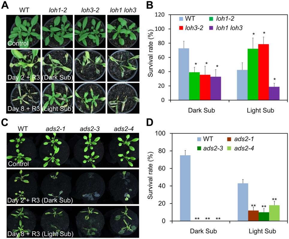 The <i>loh1 loh3</i> knockdown double mutant and <i>ads2</i> mutants displayed attenuated tolerance to both dark and light submergence.