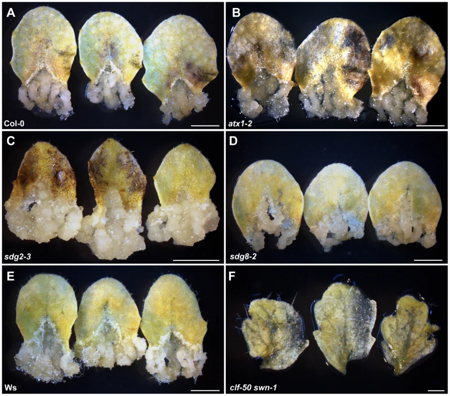 Leaf explants of the PcG double mutant <i>clf-50 swn-1</i> lose the ability to form a callus.