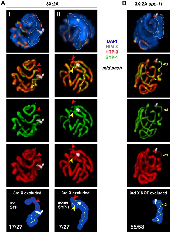 Inability to initiate recombination during triplo-X meiosis impairs establishment of exclusive, pairwise interactions.