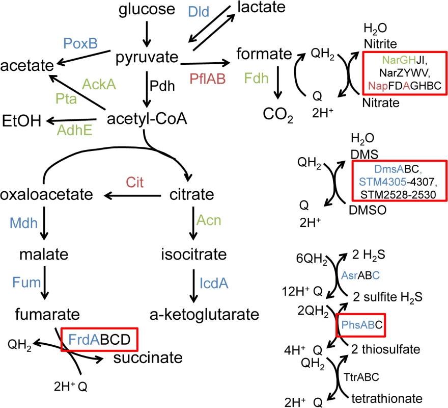 Anaerobic carbon metabolism is severely disrupted in msDNA-deficient mutants.