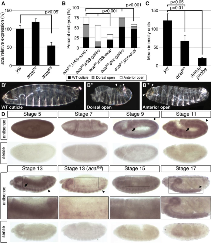 <i>acal</i> expression is required in the lateral epidermis during DC.