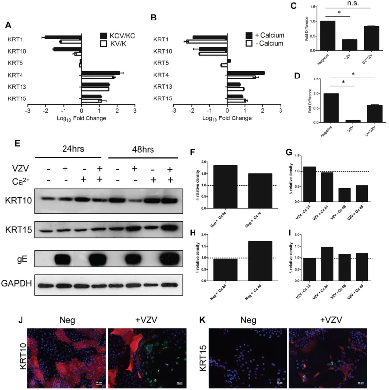 VZV infection dysregulates the expression of epidermal cytokeratins.