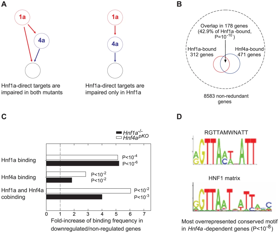 Expression of Hnf1α targets is impaired in <i>Hnf4a</i>-deficient islets.