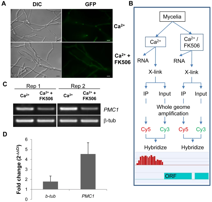 Establishment of Chromatin immunoprecipitation.