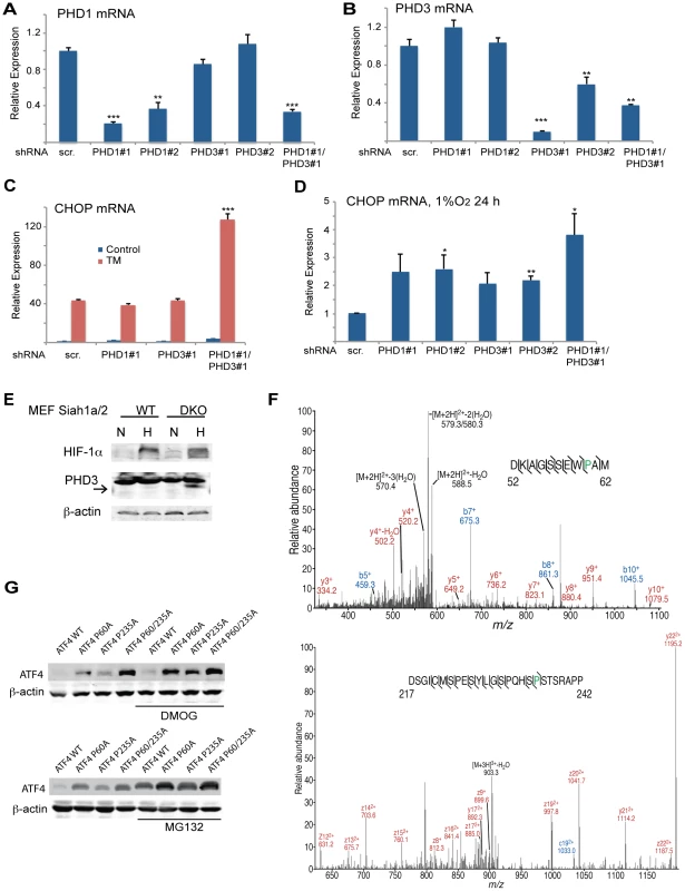 Prolyl hydroxylation of ATF4 on aa 60 and 235 by PHD1/3 limits ATF4 availability.