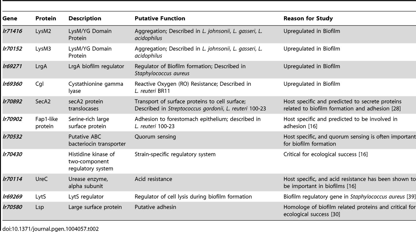 Genes of <i>L. reuteri</i> 100-23 selected for functional characterization.