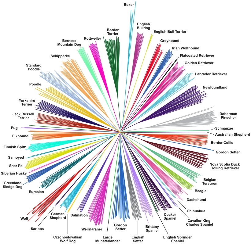 Neighbor-joining tree constructed from raw genetic distances representing relationships between samples.