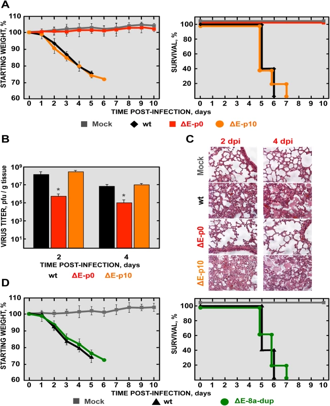 Virulence and viral growth of SARS-CoV-∆E after serial passage in mice.
