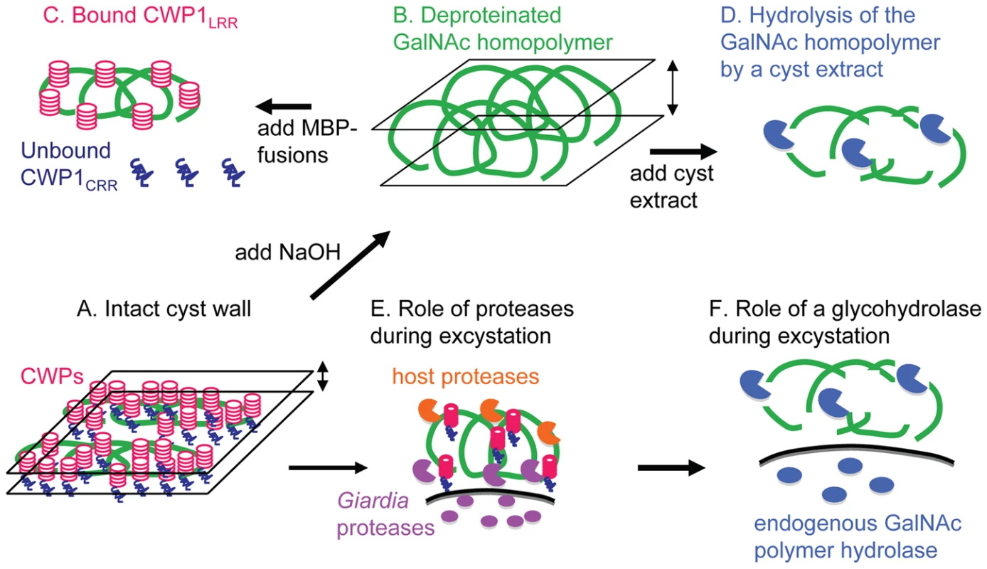 New models for the structure of the <i>Giardia</i> cyst wall and for the mechanism of its disruption during excystation based upon the data presented here.