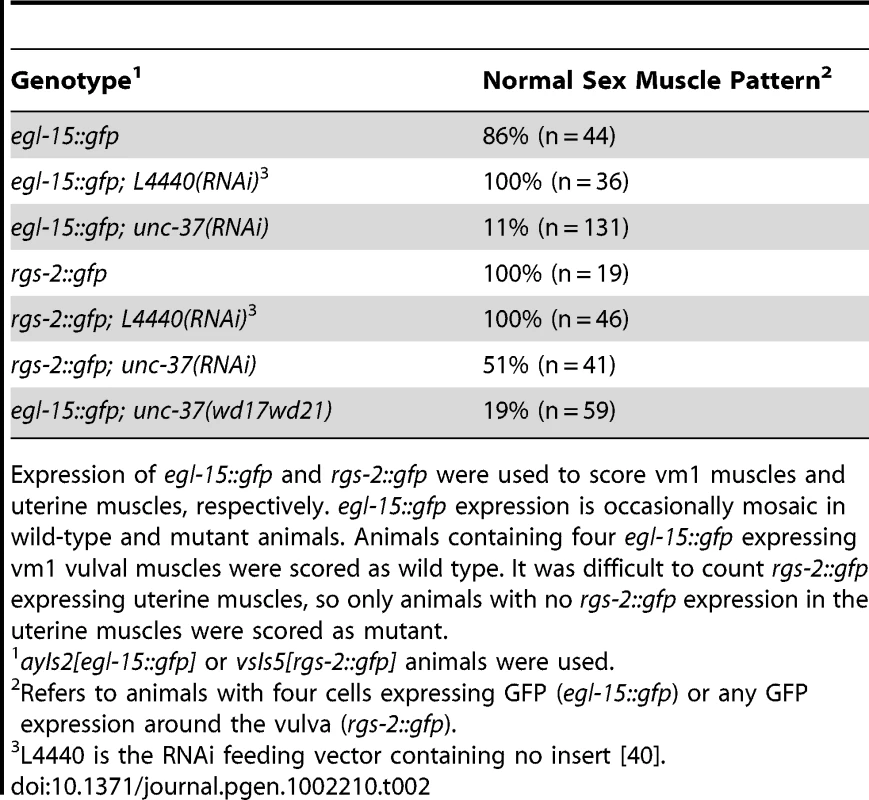 Vulval and uterine muscle pattern in <i>unc-37(RNAi)</i> animals.