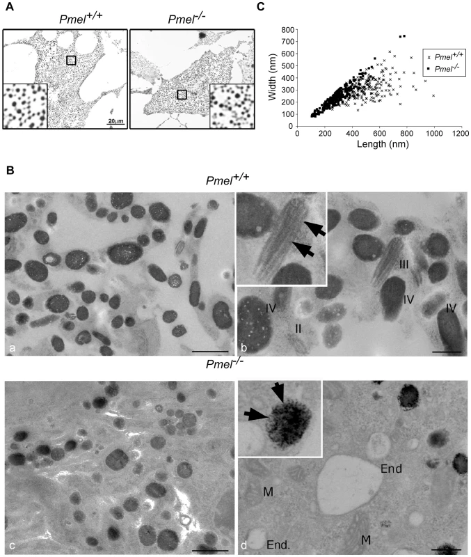 Morphology of melanosomes observed in primary cultures of skin-derived melanocytes from wild-type C57BL/6 (<i>Pmel<sup>+/+</sup></i>) and <i>Pmel<sup>−/−</sup> </i>mice.