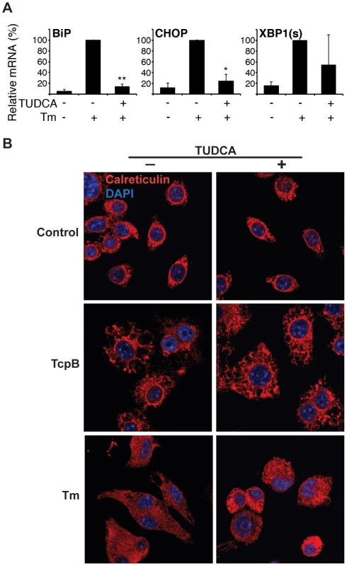 TcpB induced ER restructuring is not dependent on the UPR.