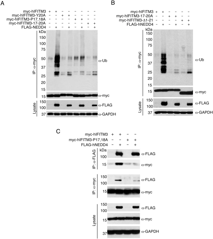 The IFITM3 PPxY motif is required for ubiquitination by NEDD4.