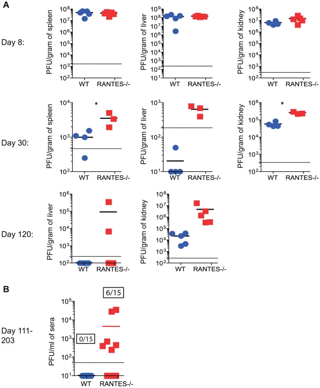Higher viral loads later during chronic LCMV infection in RANTES<sup>−/−</sup> versus WT mice.