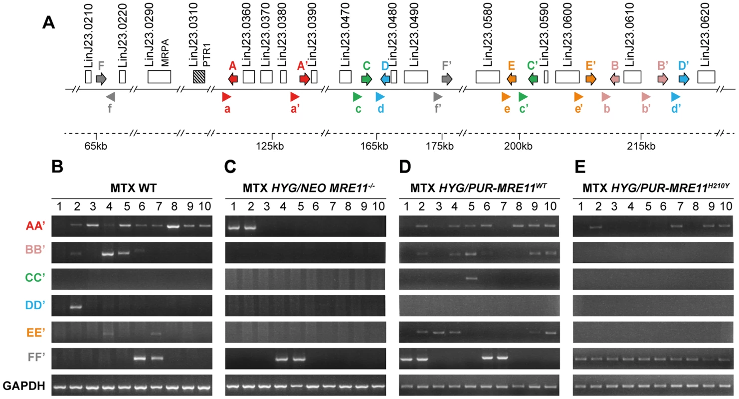 Detection of gene rearrangements leading to <i>PTR1</i> containing amplicons using PCR assays.