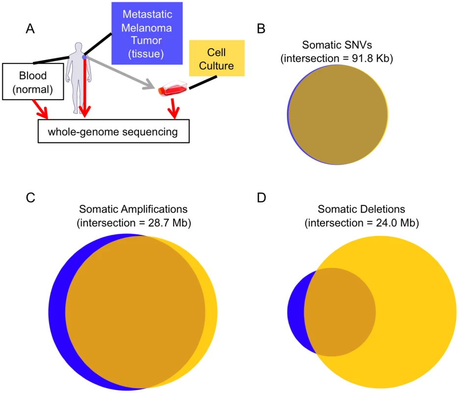 Melanoma tissue and cell culture similarities.