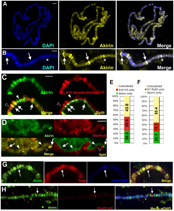 Akirin protein is broadly distributed throughout the genome.