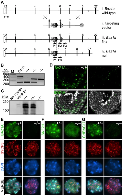 Targeted disruption of <i>Baz1a</i>.