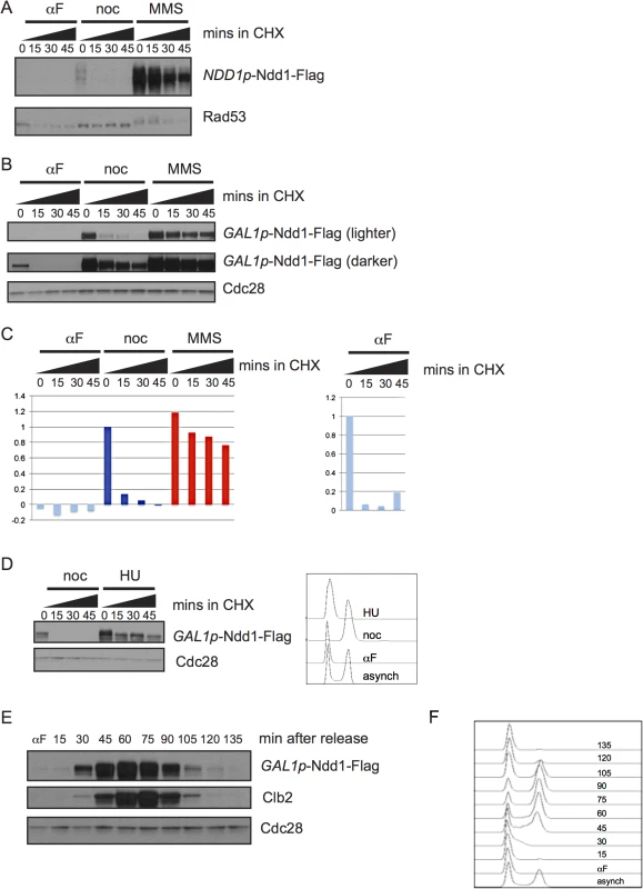 Regulation of Ndd1 turnover.