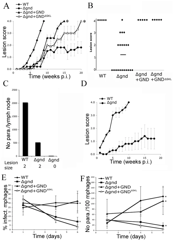 Attenuated virulence of <i>Δgnd</i> in mice and macrophages.