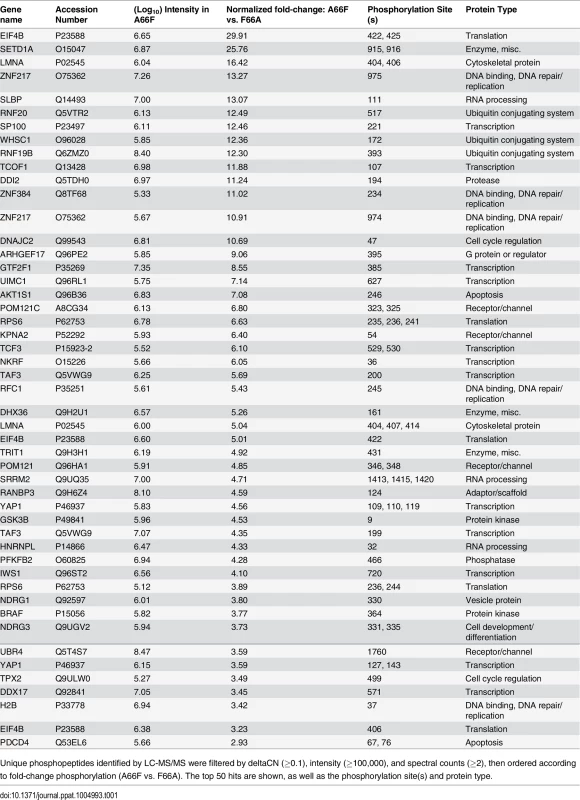 List of genes representing the phosphopeptides identified by the phosphoproteomic screening with the highest fold-change in phosphorylation between A66F and F66A.