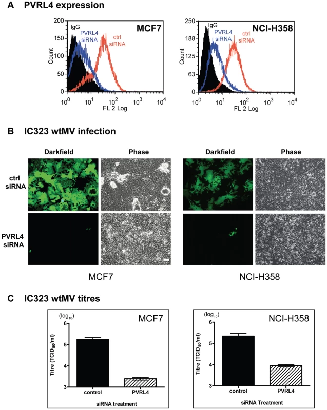 siRNA specific for human PVRL4 inhibits wtMV infections.