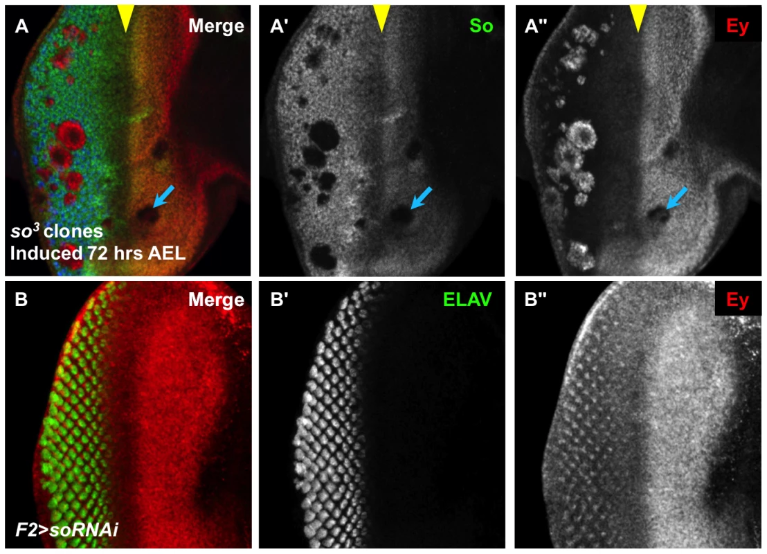 So regulates Ey expression anterior and posterior to the morphogenetic furrow.