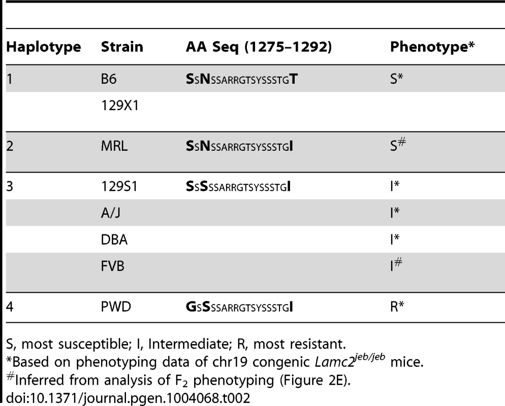 AA variation in the NC4 domain of mouse collagen XVII.
