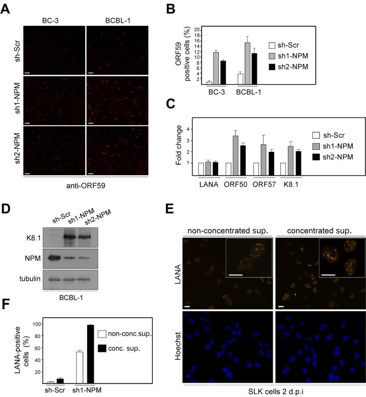 NPM depletion triggers induction of the full lytic replication cascade in PEL cells.