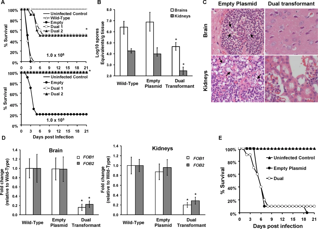 <i>FOB1</i> and <i>FOB2</i> are required for the full virulence of <i>R</i>. <i>oryzae</i> in the deferoxamine-treated and not the DKA mouse models.