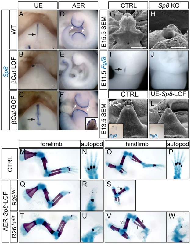 Appendage deficiencies in <i>Sp8</i> mutants.
